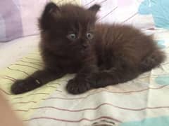 Persian kittens