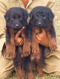 German Dabal coat male female for sale available