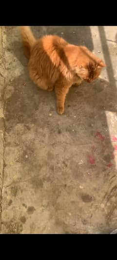 persian double coated male full active