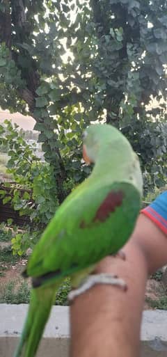 Raw Parrot hand tamed