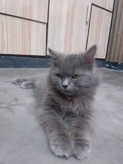 Persian triple coatated male cat