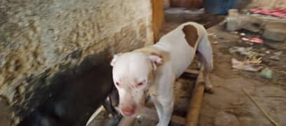 Pitbull
