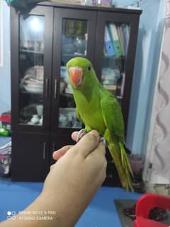 ringneck green parrot chick