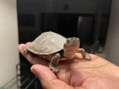 Brown Roofed Turtles