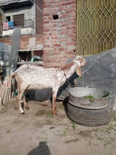 makhii chiniii female confram ghaban 1.5 month