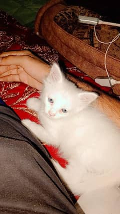Persian Kitten 2.5months