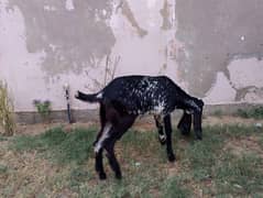 makka chini home breed two female