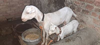 barbari tedi bakri or 4 month path