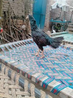 Aseel Female