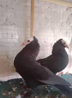 Black Mukhi breeder pair