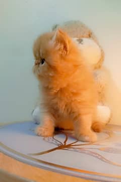 Peke Persian male kitten ( urgent sale)