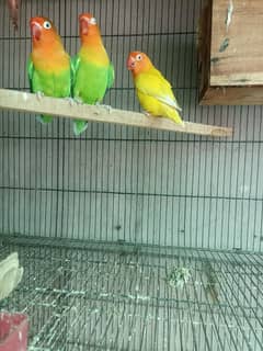 Lutino Perosnata red eyes, Black Mask, Love bird for sale