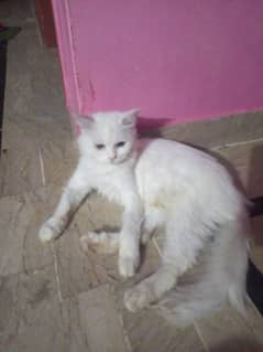 My Persian female cat I want to sell