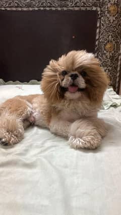 Shitzu Male dog