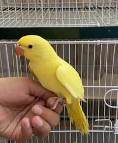 yellow red eye male