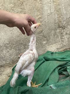 White and black shamo ( chicks and breeder )