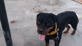 rottweiler female dog friendly