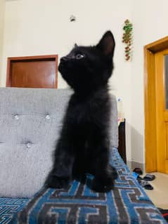 kitten
