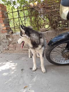 husky female dog