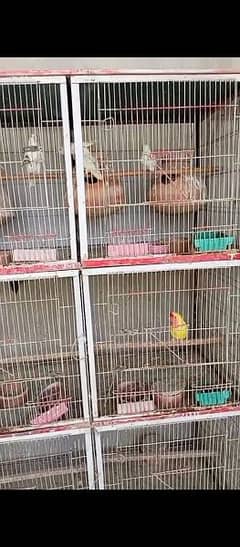 8 portion cage for sale