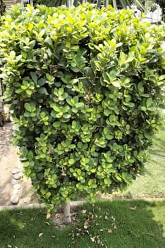 ficus
