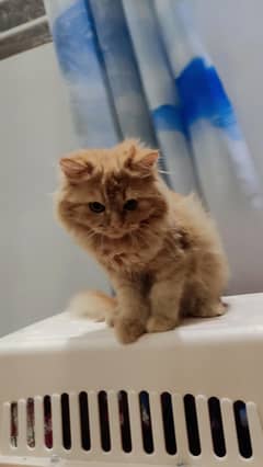 Persian Kitten Punch Face Triple Coat