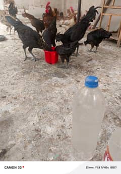 golden misri | ayam cemani | eggs laying hens | murghi | chicks
