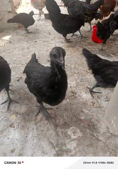 golden misri | ayam cemani | eggs laying hens | murghi | chicks