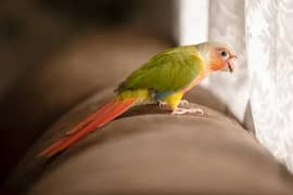 Pineapple conure red factor tamed, talking