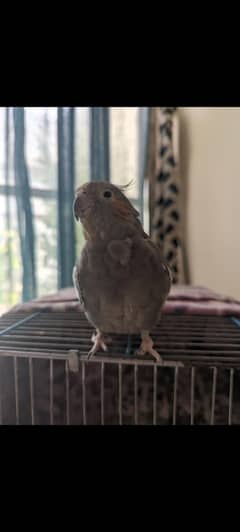 cockatiel