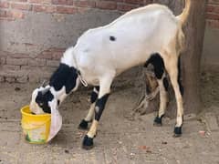 Bakra 1 year age for breeding