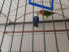 Adult pair Breeding pair love bird or Australian parrots