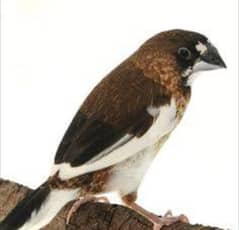 Banglies breeder pairs