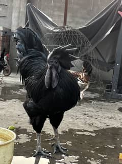 Ayam cemani