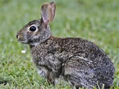 Eastern cottontail rabbit
