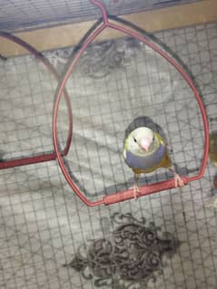Gouldian pair and chicks for sale. .