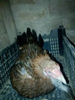 kuruk aseel hen for sale