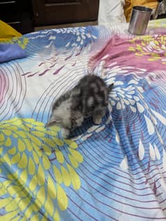 Persian cat or kittens