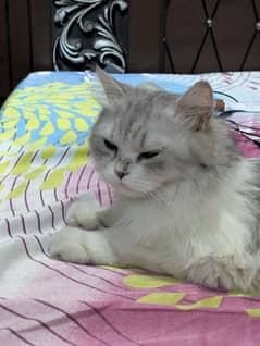 Persian cat with 2 months old white beautiful kitten