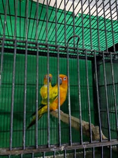 mini set up suncounor pineapple Love bird