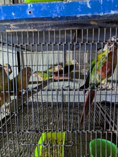 mini set up pineapple Love bird