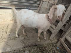 Pregnant Teddy Bakri