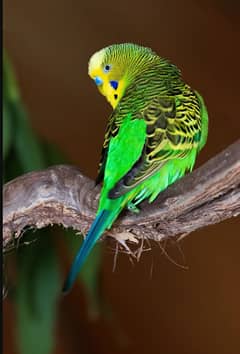Australian parot Big Siz Hand Tam Hom Bred Beautiful Color O3O94476I76