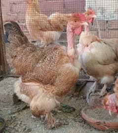 Golden Buff (Jatli Golden) for Sale