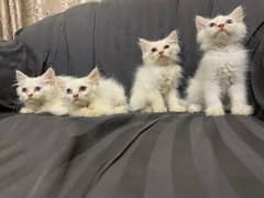 Persian Kittens for sale