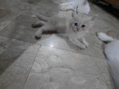 I am selling Kittens