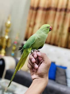 Green parrot female hand talking original