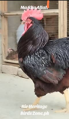 White Austrolorp heritage and  Rir Heritage Chick| Izabel brahma | hen