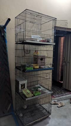 Yellow Love Birds & Cage