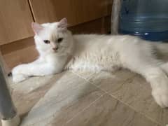 Female cat